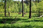 Продам земельный участок 6 соток в поселке «Солнечные дачи» (4 фотографии)